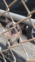 Found/Stray Unknown Cat last seen Myrtle Avenue and Dennis Street, Jacksonville, FL 32204