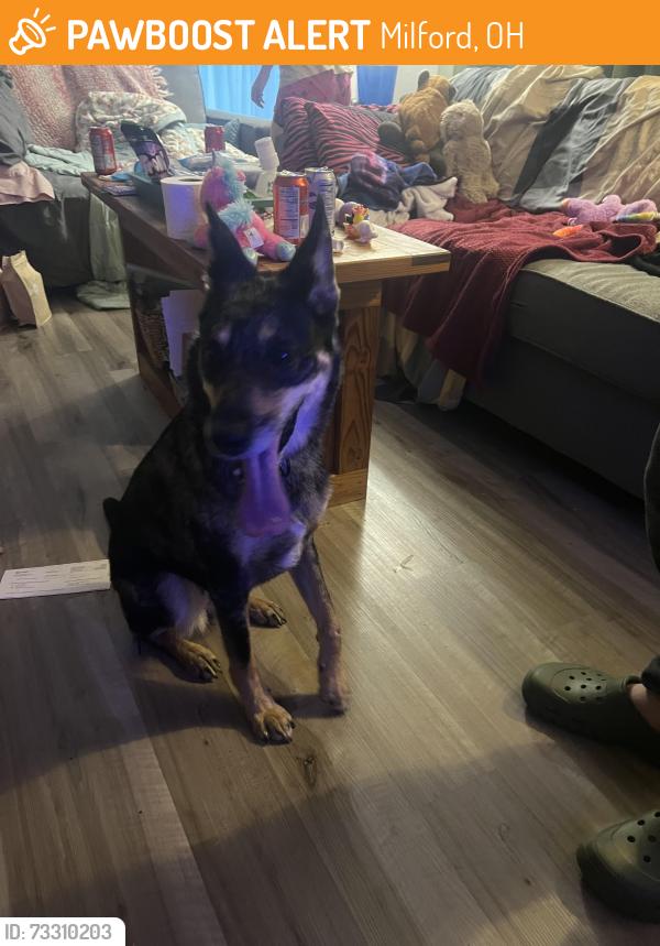 Found/Stray Female Dog last seen Tealtown, Milford, OH 45174