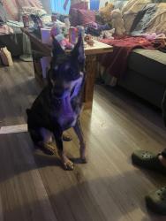 Found/Stray Female Dog last seen Tealtown, Milford, OH 45174
