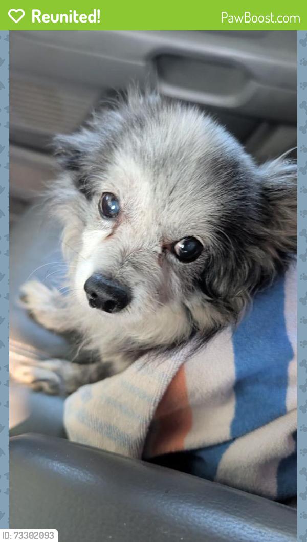 Reunited Male Dog last seen Chapman Hwy, Knoxville, TN 37920