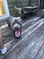 Reunited Male Dog last seen Near Temple Ave Newnan, GA 30263 United States, Newnan, GA 30263