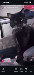 Lost Male Cat last seen Little east neck road, West Babylon, NY 11704