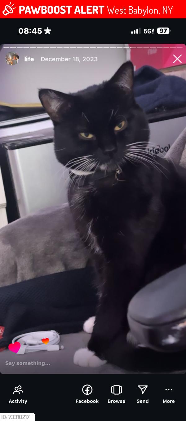 Lost Male Cat last seen Little east neck road, West Babylon, NY 11704