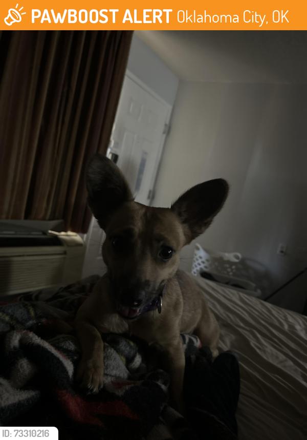 Found/Stray Female Dog last seen Reno and meridian, Oklahoma City, OK 73108
