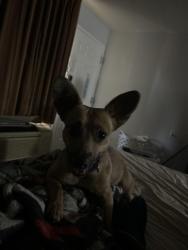 Found/Stray Female Dog last seen Reno and meridian, Oklahoma City, OK 73108