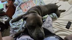 Lost Male Dog last seen Oak Meadow, Bastrop, TX 78602
