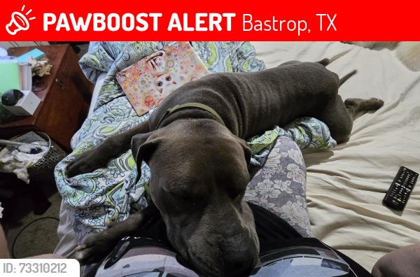 Lost Male Dog last seen Oak Meadow, Bastrop, TX 78602