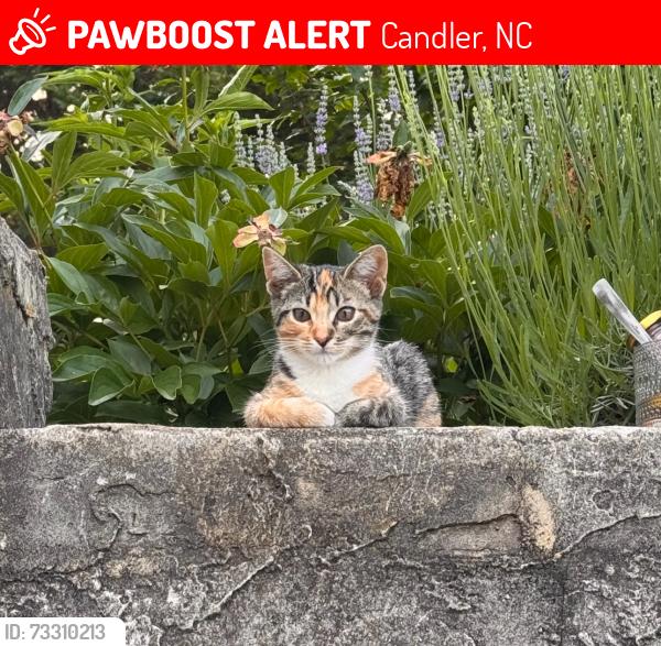Lost Female Cat last seen enka lake rd, bennett creek rd, sandhill rd, Candler, NC 28715