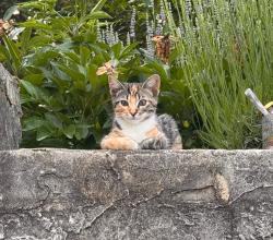 Lost Female Cat last seen enka lake rd, bennett creek rd, sandhill rd, Candler, NC 28715