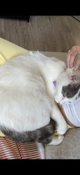 Lost Male Cat last seen Down the street from mattress firm, Wallingford, CT 06492