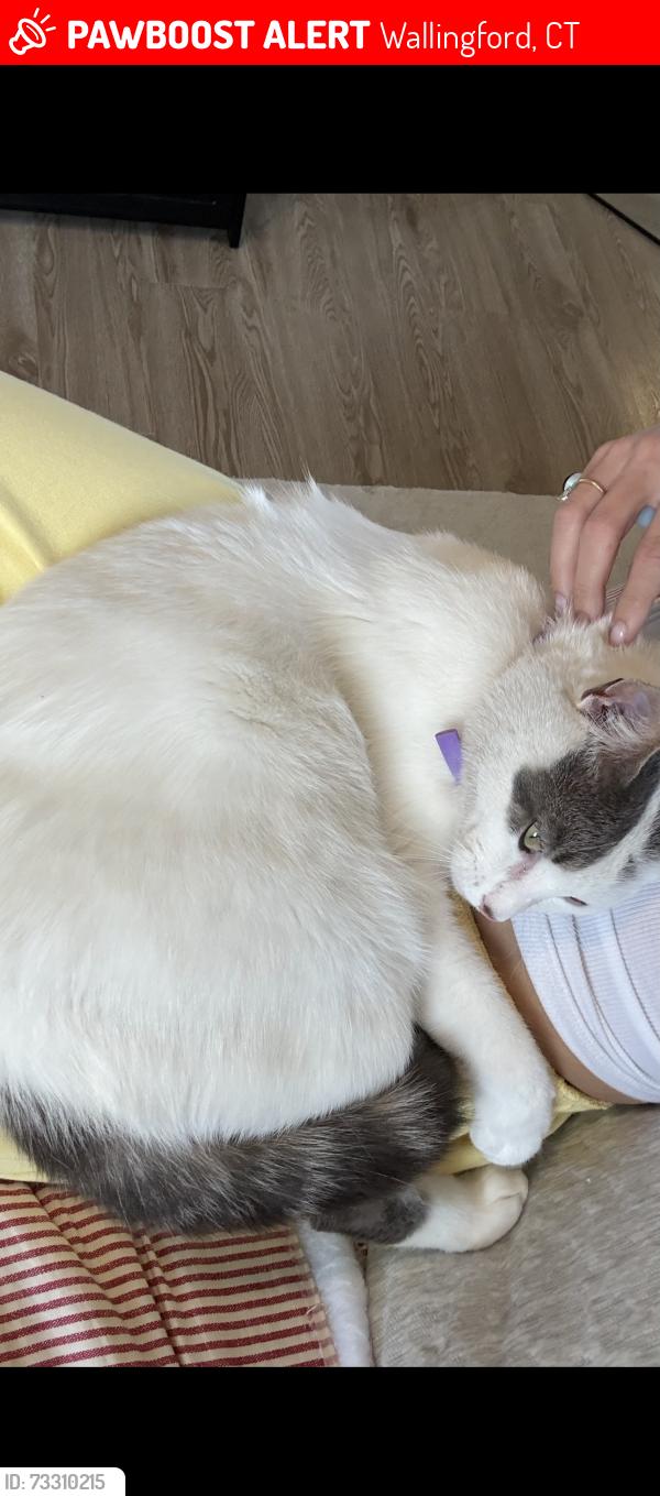 Lost Male Cat last seen Down the street from mattress firm, Wallingford, CT 06492