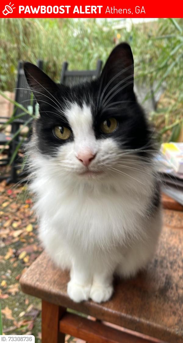 Lost Female Cat last seen MLK & Second Street, Pearl Street area, Athens, GA 30601