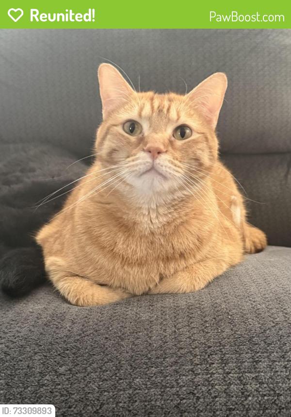 Reunited Male Cat last seen Clover Lane, O'Fallon, MO 63366