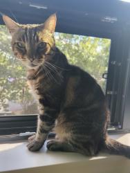 Reunited Female Cat last seen Near Pendleton Way, Washougal, WA 98671, USA, Washougal, WA 98671