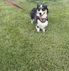 Reunited Female Dog last seen Midland 4375, West Haven, UT 84401