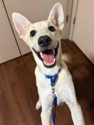 Found/Stray Male Dog last seen 12th & Janeway, Moore OK, Moore, OK 73160