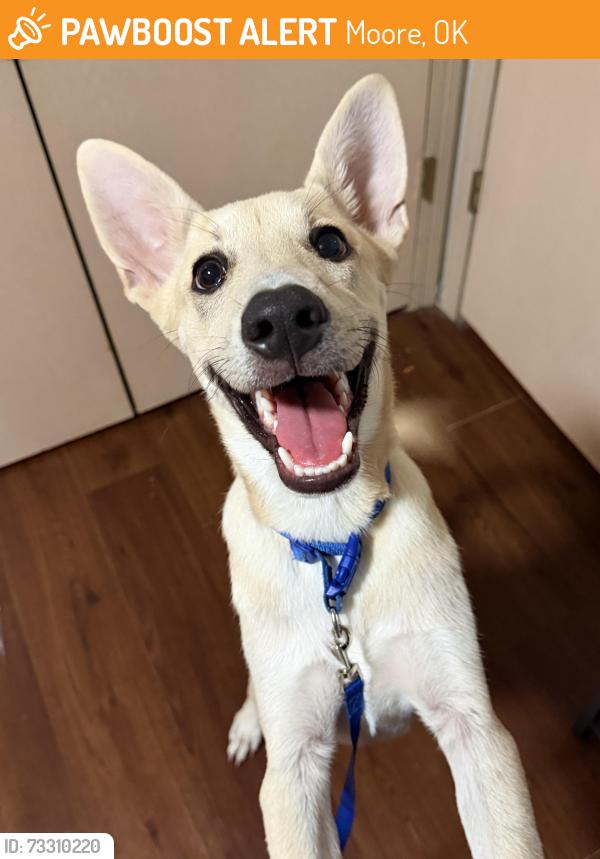 Found/Stray Male Dog last seen 12th & Janeway, Moore OK, Moore, OK 73160