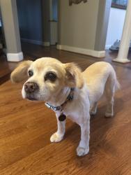 Reunited Male Dog last seen Olde Thompson Creek Rd & Lewter Shop Rd, Chatham County, NC 27523