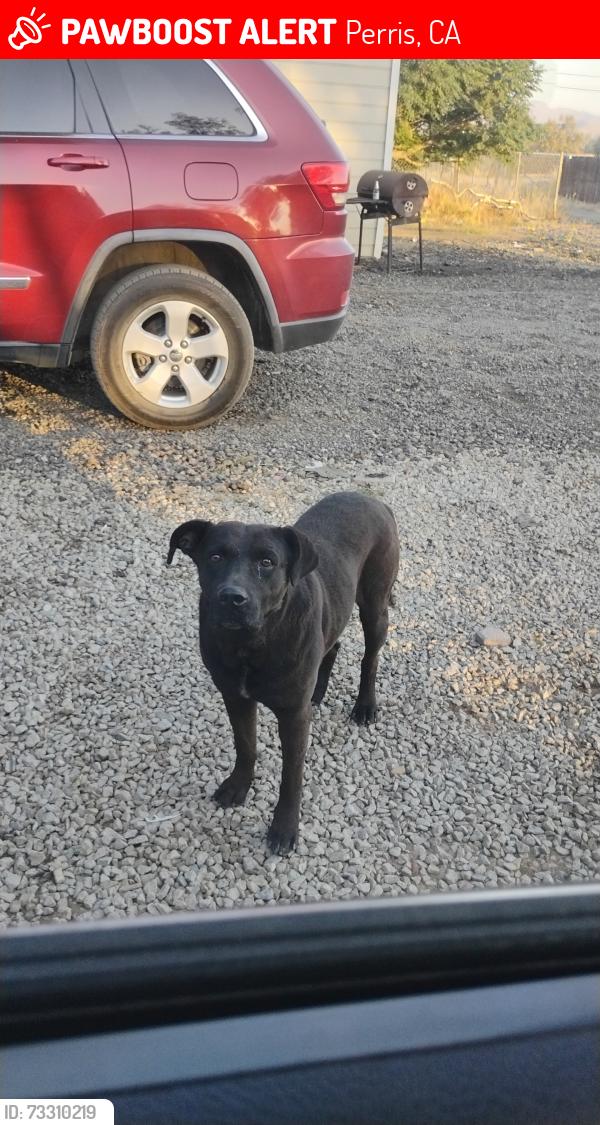 Lost Male Dog last seen Sophie Perris CA, Perris, CA 92570