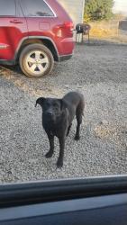 Lost Male Dog last seen Sophie Perris CA, Perris, CA 92570