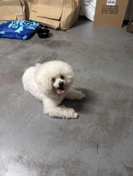 Found/Stray Male Dog last seen Near Elise dr. Cordova TN, Memphis, TN 38018