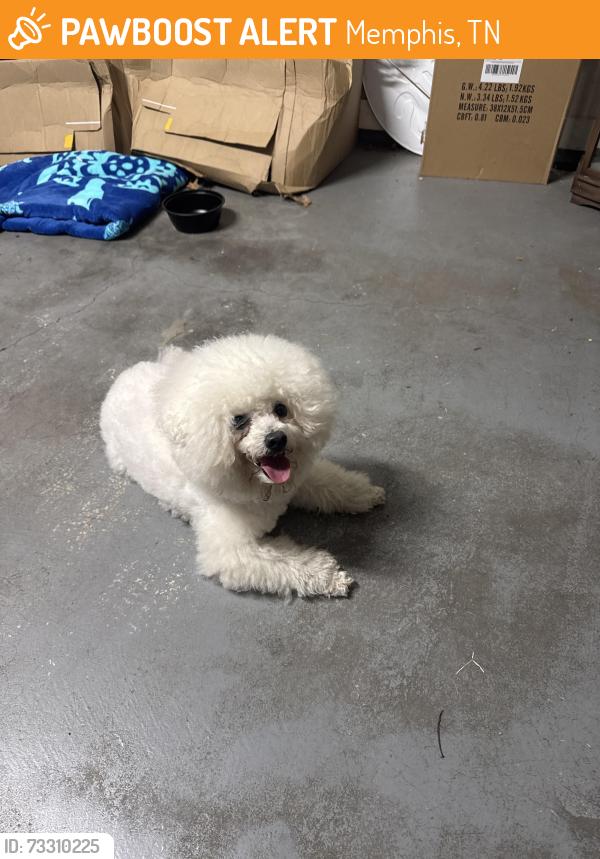 Found/Stray Male Dog last seen Near Elise dr. Cordova TN, Memphis, TN 38018