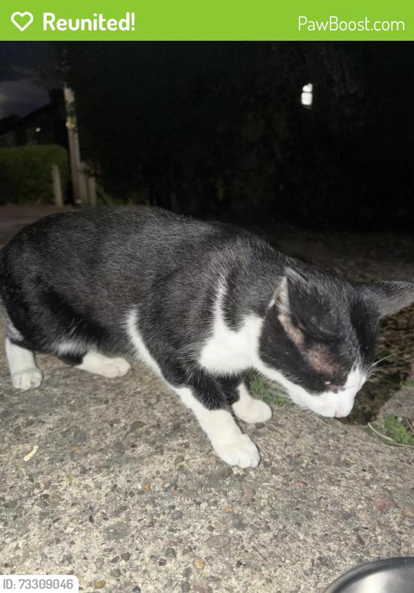 Reunited Unknown Cat last seen infront of hse, Thurmaston, England LE4 8AD