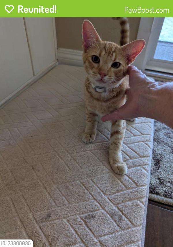 Reunited Male Cat last seen Redwood Crest off Shadowridge and Sequoia Crest Vista, Vista, CA 92081