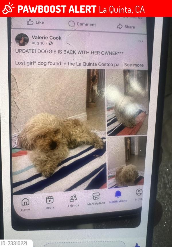Lost Female Dog last seen Cosco, La Quinta, CA 92253