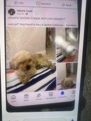 Lost Female Dog last seen Cosco, La Quinta, CA 92253