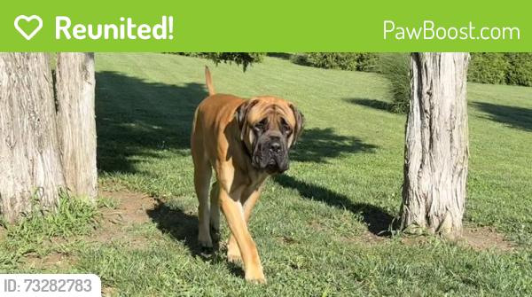 Reunited Male Dog last seen Cedar Niles - S Lakeshore and 131st, Olathe, KS 66061