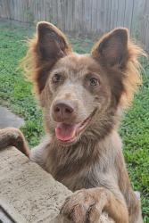 Lost Male Dog last seen Cy-Fair Upholstery & Glass, Houston, TX 77065