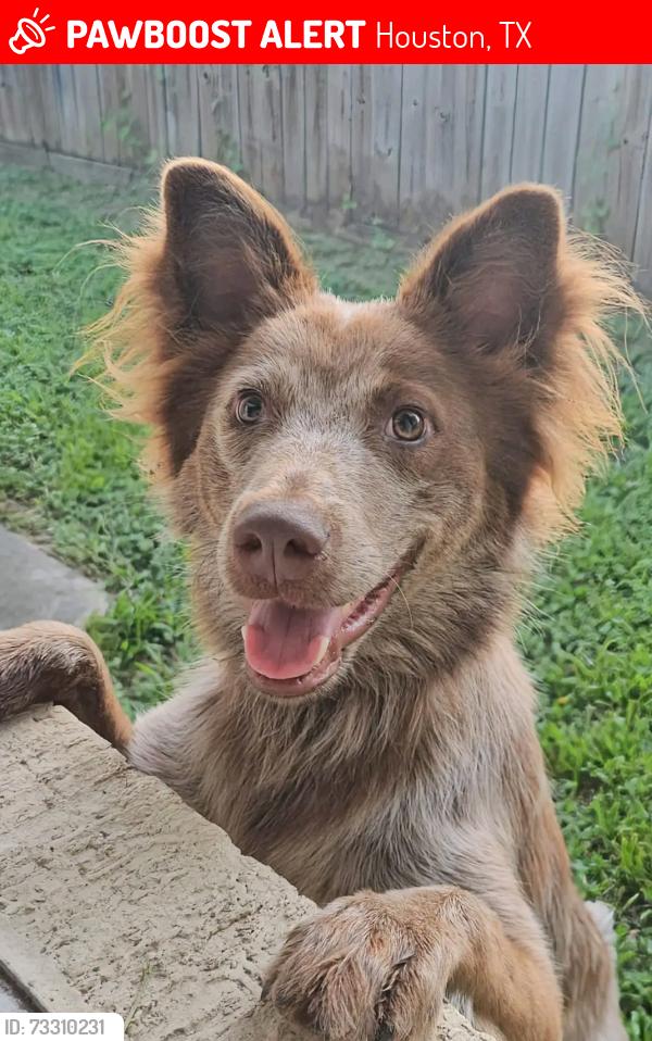 Lost Male Dog last seen Cy-Fair Upholstery & Glass, Houston, TX 77065