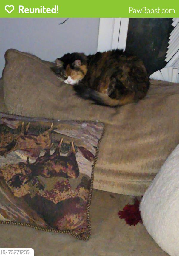 Reunited Female Cat last seen Elmwood and Forest., Ingleside, IL 60041