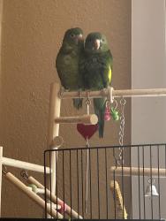 Lost Unknown Bird last seen Riley ct concord ca, Concord, CA 94520