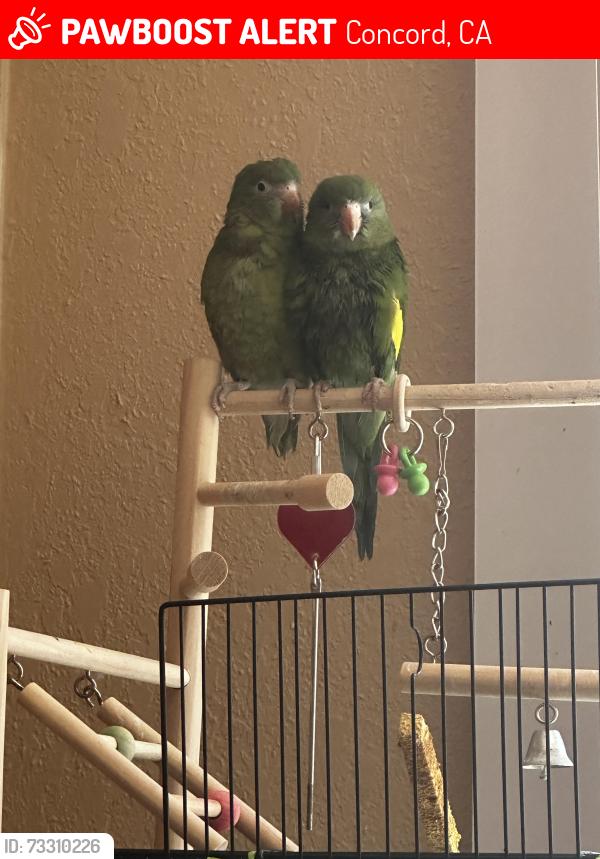 Lost Unknown Bird last seen Riley ct concord ca, Concord, CA 94520