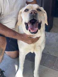 Reunited Male Dog last seen Kenneth st and redhill ave, Tustin, CA 92780