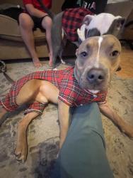Reunited Male Dog last seen Near W Carson Rd, Phoenix, AZ 85041, USA, Phoenix, AZ 85041