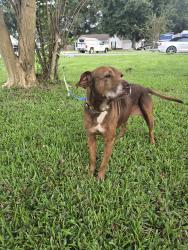 Found/Stray Female Dog last seen Hamilton Bridge Rd near East Spencerfield Rd., Pace, FL 32571