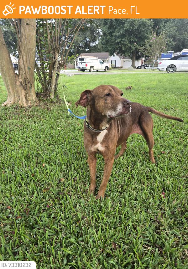 Found/Stray Female Dog last seen Hamilton Bridge Rd near East Spencerfield Rd., Pace, FL 32571