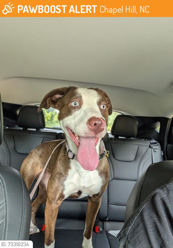 Found/Stray Unknown Dog last seen Emerson Waldorf School area, Chapel Hill, NC 27516