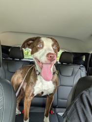 Found/Stray Unknown Dog last seen Emerson Waldorf School area, Chapel Hill, NC 27516