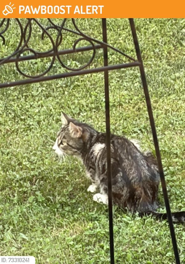 Found/Stray Unknown Cat last seen Saratoga subdivision, Lake Saint Louis, MO 63367