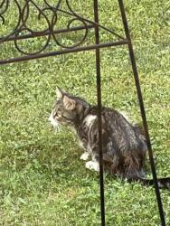 Found/Stray Unknown Cat last seen Saratoga subdivision, Lake Saint Louis, MO 63367