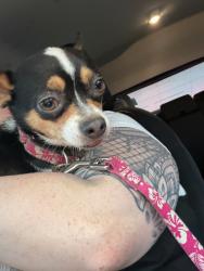 Reunited Female Dog last seen Highway 905, Longs, SC 29568