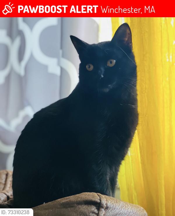 Lost Female Cat last seen Cross st - Winchester / Woburn line, Winchester, MA 01890
