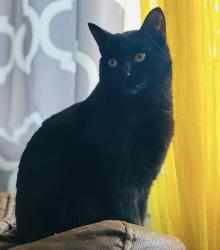 Lost Female Cat last seen Cross st - Winchester / Woburn line, Winchester, MA 01890