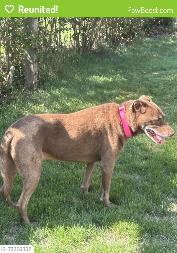 Reunited Female Dog last seen Cedar Ave extension, Islip, NY 11751