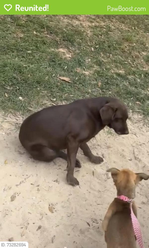 Reunited Female Dog last seen Lott rd and schillingers, Eight Mile, AL 36613