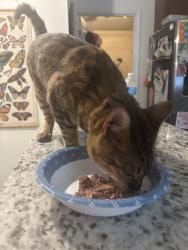 Reunited Female Cat last seen Lakeshore Park Novi, Novi, MI 48377